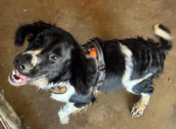 Brewer -  English Cocker Spaniel Dog for Adoption in Glenwood City, Wisconsin - Brewer | PetCurious