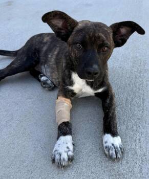 Pit Bull Terrier Dogs Available for Adoption in Brighton, Colorado - 295-26 | PetCurious