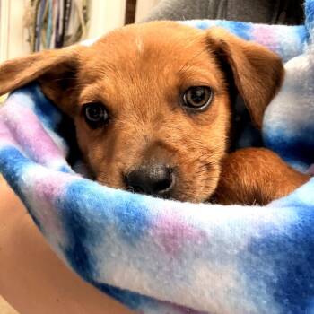 Mixed Breed Dogs Available for Adoption in Evensville, Tennessee - Mickey | PetCurious