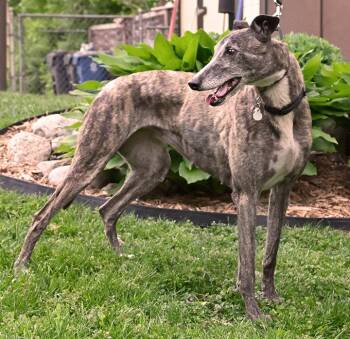 Greyhound Dogs Available for Adoption in Minneapolis, Minnesota - Sabbath | PetCurious