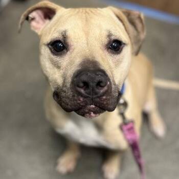 Milo -  Mixed Breed Dog for Adoption in Janesville, Wisconsin - Milo | PetCurious