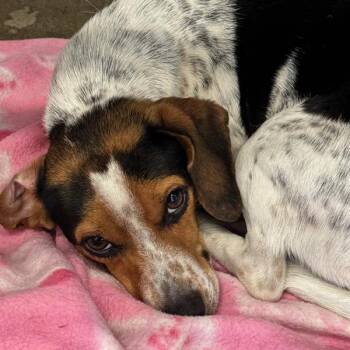 Beagle Dogs Available for Adoption - Justine | PetCurious