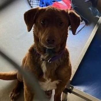 Chocolate Labrador Retriever Dogs Available for Adoption - Harper | PetCurious