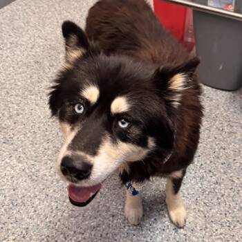 Figgy -  Alaskan Malamute and Siberian Husky Dog for Adoption in Dayton, Ohio - Figgy | PetCurious