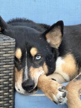 Rescue Husky and German Shepherd Dog Dogs for Adoption in Houston, Texas - Grant | PetCurious