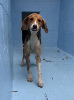 Weasel -  Hound and Mixed Breed Dog Available for Adoption in King William, Virginia - Weasel | PetCurious