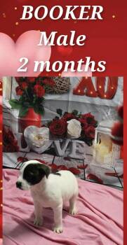 Pit Bull Terrier Dogs Available for Adoption - Marion Bs : Booker | PetCurious