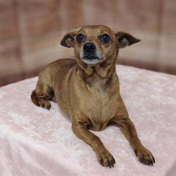 Chihuahua and Mixed Breed Dogs Available for Adoption in Griswold, Connecticut - Daisy | PetCurious
