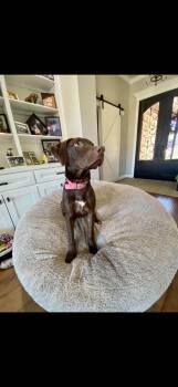 Coco -  Labrador Retriever Dog for Adoption in Bloomfield Hills, Michigan - Coco | PetCurious