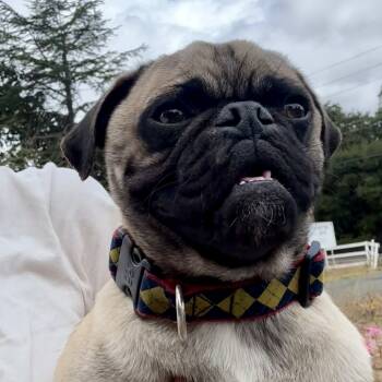 Rescue Pug Dogs for Adoption in Sonoma, California - Otis | PetCurious