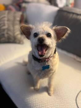 Rescue Cairn Terrier Dogs for Adoption in El Cajon, California - Dumpling | PetCurious
