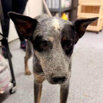 Rescue Australian Cattle Dog Blue Heeler and Mixed Breed Dogs for Adoption in Chariton, Iowa - Ande | PetCurious