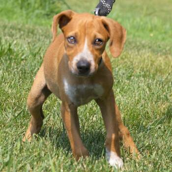 Quicksilver -  Labrador Retriever Dog for Adoption in South Elgin, Illinois - Quicksilver | PetCurious