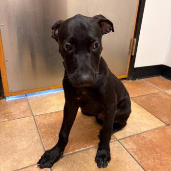 FWT Jacob -  Mixed Breed Dog for Adoption in Midland, Texas - FWT Jacob | PetCurious