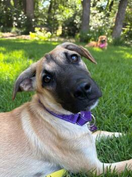 Miracle -  Shepherd Dog for Adoption in Fort Worth, Texas - Miracle | PetCurious