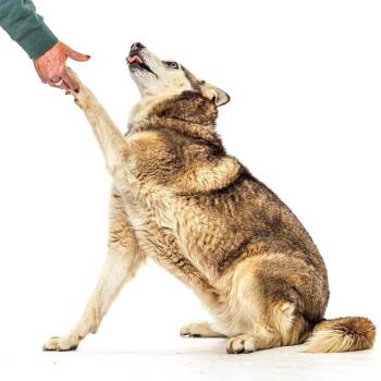Blue -  Siberian Husky Dog for Adoption in Reno, Nevada - Blue | PetCurious
