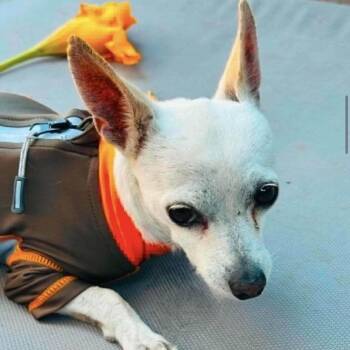 PEABODY -  Chihuahua Dog for Adoption in Graham, Washington - PEABODY | PetCurious