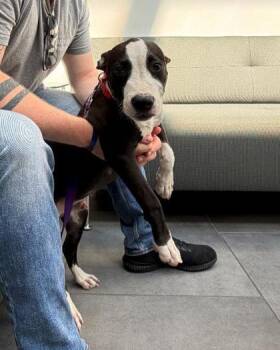 Salem -  Pit Bull Terrier and Mixed Breed Dog for Adoption in Westland, Michigan - Salem | PetCurious