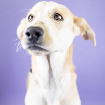 Ricardo -  Mixed Breed Dog for Adoption in Portland, Oregon - Ricardo | PetCurious