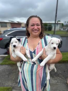 Labrador Retriever Dogs Available for Adoption - Snoopy | PetCurious