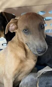 Murphy -  Doberman Pinscher and Mixed Breed Dog for Adoption in Fresno, California - Murphy | PetCurious