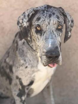 Rescue Great Dane Dogs for Adoption in Tehachapi, California - Tweedle Dee | PetCurious