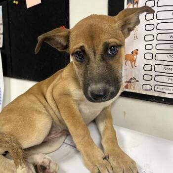 Libby -  Shepherd and Mixed Breed Dog for Adoption in Birmingham, Alabama - Libby | PetCurious