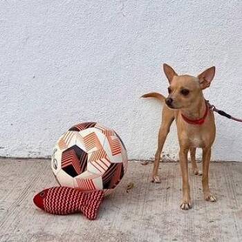 Chihuahua Dogs Available for Adoption - Toby | PetCurious