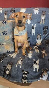 Rescue Labrador Retriever Dogs for Adoption in Naranjito, Naranjito - Tyson | PetCurious