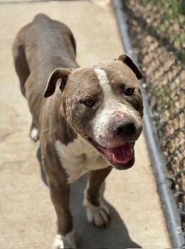 Pit Bull Terrier and Mixed Breed Dogs Available for Adoption in Tulsa, Oklahoma - HARBOR | PetCurious