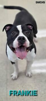 Pit Bull Terrier Dogs Available for Adoption - Frankie | PetCurious
