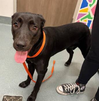 Labrador Retriever and Mixed Breed Dogs Available for Adoption in Baytown, Texas - XENA | PetCurious