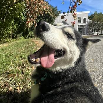 Misty -  Siberian Husky Dog for Adoption in Bedford, New Hampshire - Misty | PetCurious
