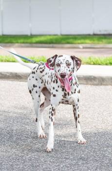Ryder -  Dalmatian Dog for Adoption in Tampa, Florida - Ryder | PetCurious