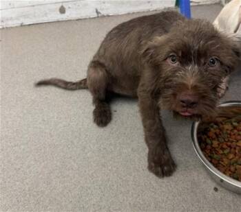 MARCO -  Terrier Dog for Adoption in San Bernardino, California - MARCO | PetCurious