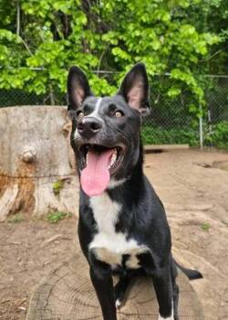 Border Collie Dogs Available for Adoption in Hastings, Minnesota - Piglet | PetCurious