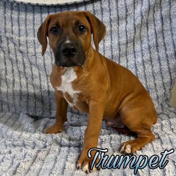 Trumpet -  Boxer and Pit Bull Terrier Dog for Adoption in Hillsboro, Ohio - Trumpet | PetCurious