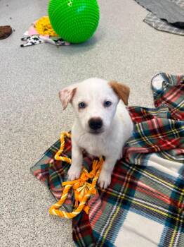 Sticky Rice -  Cattle Dog and Husky Dog for Adoption in Phoenix, Arizona - Sticky Rice | PetCurious
