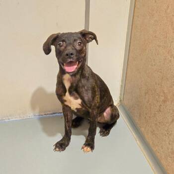 Murphy -  Pit Bull Terrier and Mixed Breed Dog for Adoption in Pennsville Township, New Jersey - Murphy | PetCurious