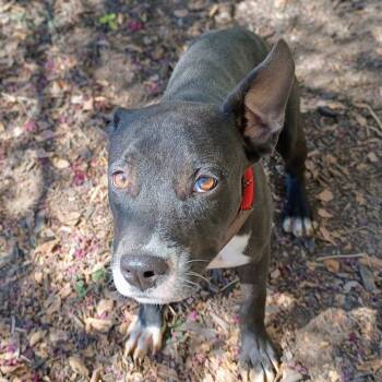 Rescue Pit Bull Terrier Dogs for Adoption in Corsicana, Texas - Castiel P45718 | PetCurious
