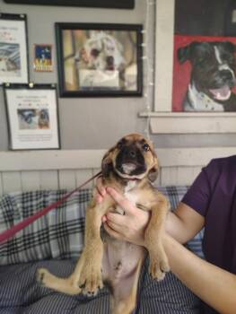 Sound Pups (MURMUR) -  Terrier Dog for Adoption in Fort Worth, Texas - Sound Pups (MURMUR) | PetCurious