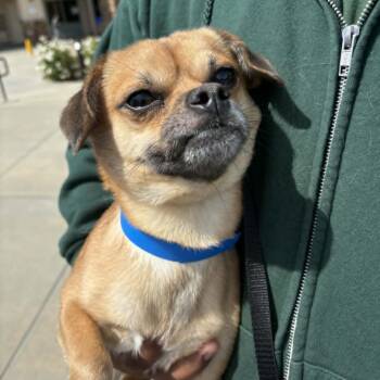 Pug and Chihuahua Dogs Available for Adoption in Chino Hills, California - Timmy - Chino Hills Location | PetCurious