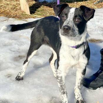 Mixed Breed Dogs Available for Adoption - Mateo | PetCurious