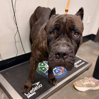 Sapphire (Diamond) -  Cane Corso Dog for Adoption in Tampa, Florida - Sapphire (Diamond) | PetCurious