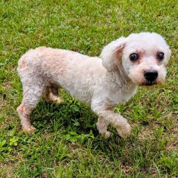 Chadwick -  Miniature Poodle Dog for Adoption in Houston, Texas - Chadwick | PetCurious