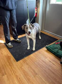Kilo -  Great Pyrenees and Pit Bull Terrier Dog for Adoption in Greensburg, Indiana - Kilo | PetCurious