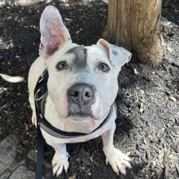 Rescue Mixed Breed Dogs for Adoption in New York, New York - Shorty | PetCurious