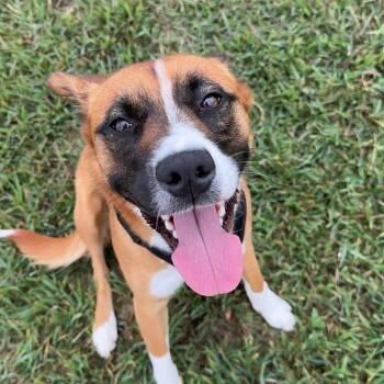 Athena -  Cattle Dog Dog for Adoption in Harrisonburg, Virginia - Athena | PetCurious
