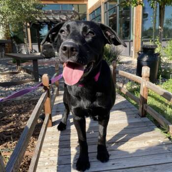 Dakota -  Black Labrador Retriever Dog for Adoption in Cheyenne, Wyoming - Dakota | PetCurious