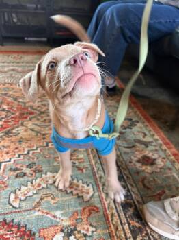 Rescue Mixed Breed Dogs for Adoption in Charlotte, North Carolina - Wyatt | PetCurious